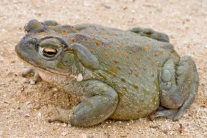 Bufo frog