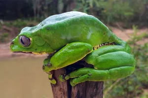 Kambo frog
