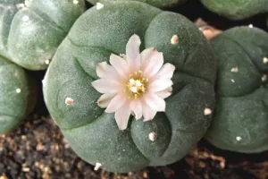 Peyote cactus