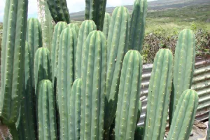 San Pedro cactus